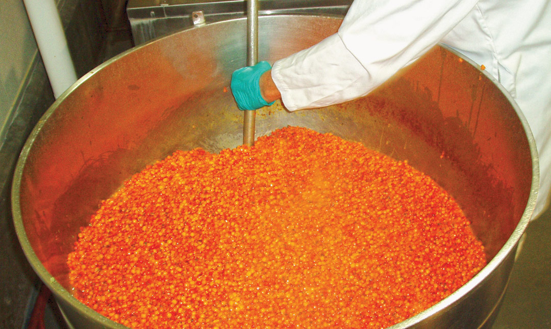 Solberry sea buckthorn berries - Deseeding process at The Food Development Centre, Portage la Prairie.