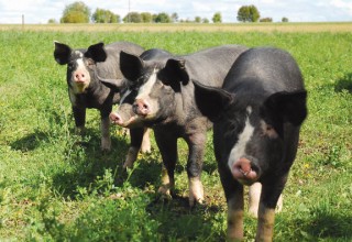 Berkshire Pigs, photo courtesy of the Cavers family.