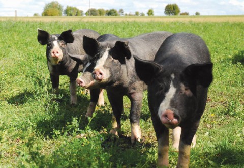 Berkshire Pigs, photo courtesy of the Cavers family.