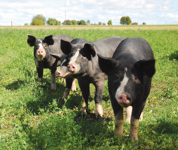 Berkshire Pigs, photo courtesy of the Cavers family.