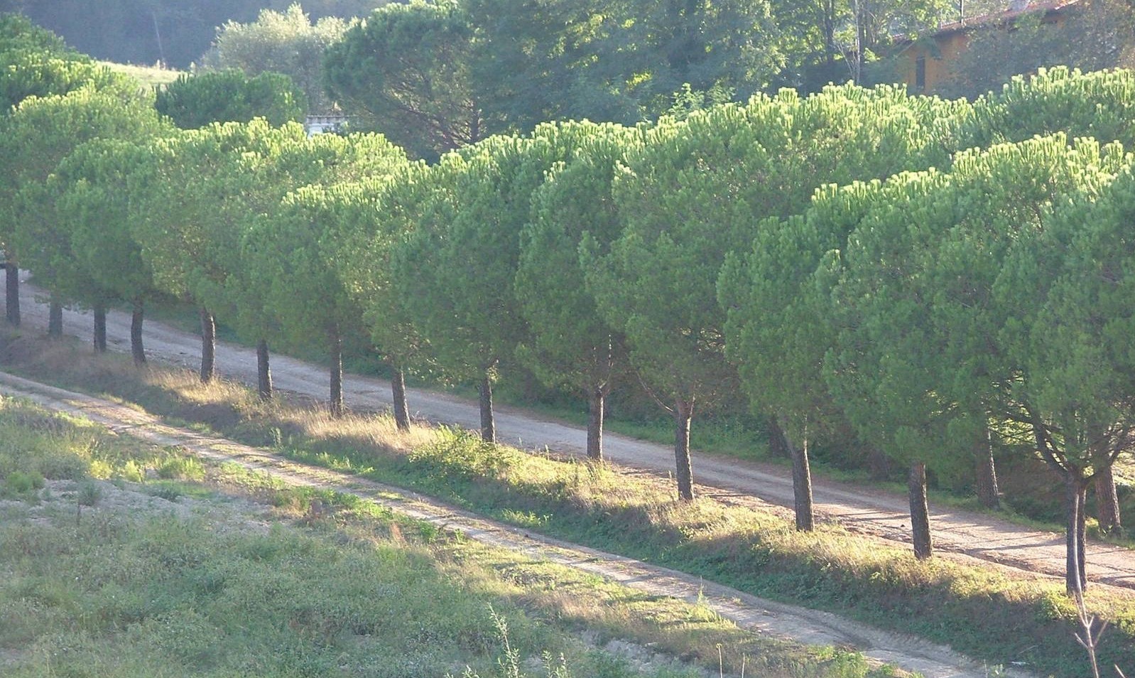 Il Piccolo Restaurant